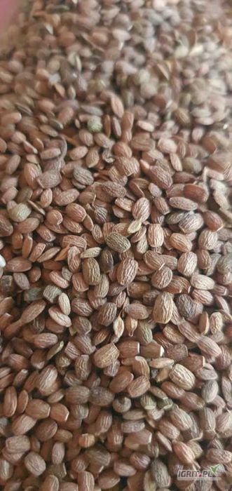 Łubin , Facelia , Seradela , Gorczyca poplon