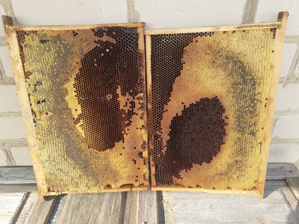 Пчелиный рамки 145 под магазин сушняк и дадан с медом