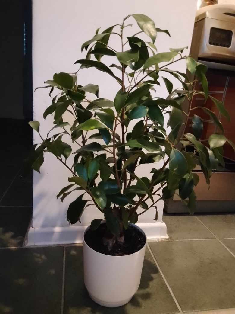 Sprzedam kwiaty doniczkowe bonsai