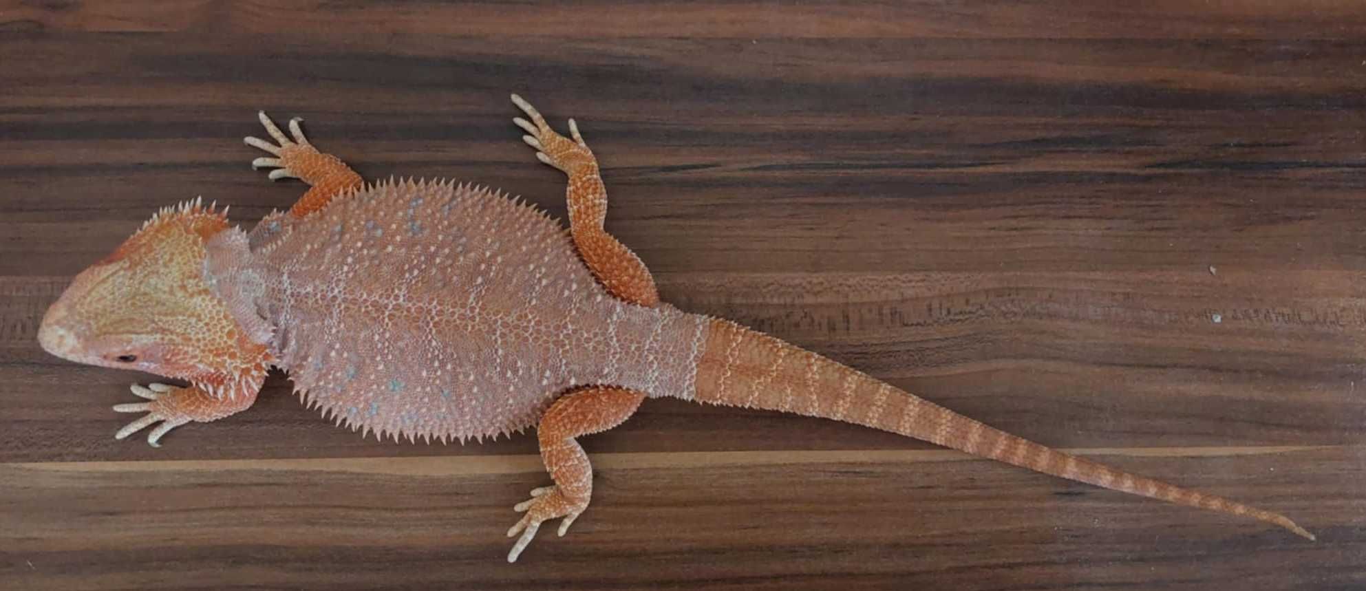 Agama brodata Orange/Red het witblits/trans/hypo/leatherback