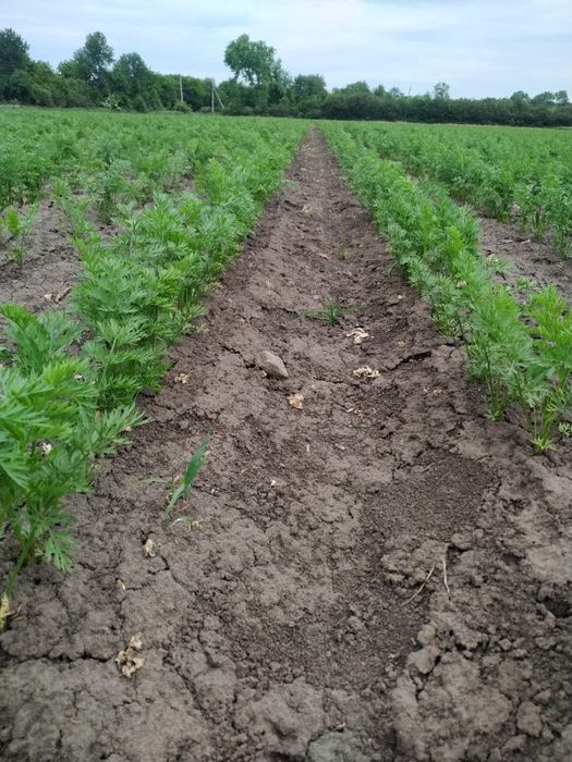 Сівалка овочева/сівалка точного висіву вакуумна/ від 23 к.с/VPS-4PRO