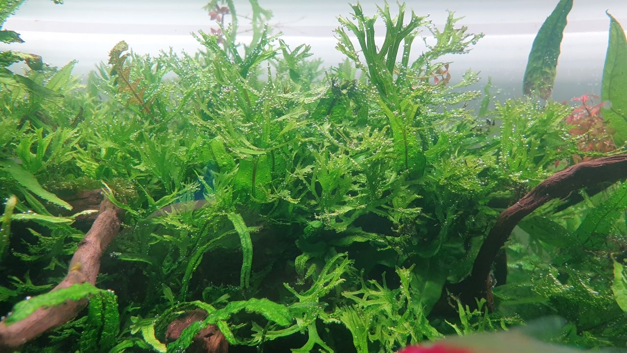 Rosliny akwariowe