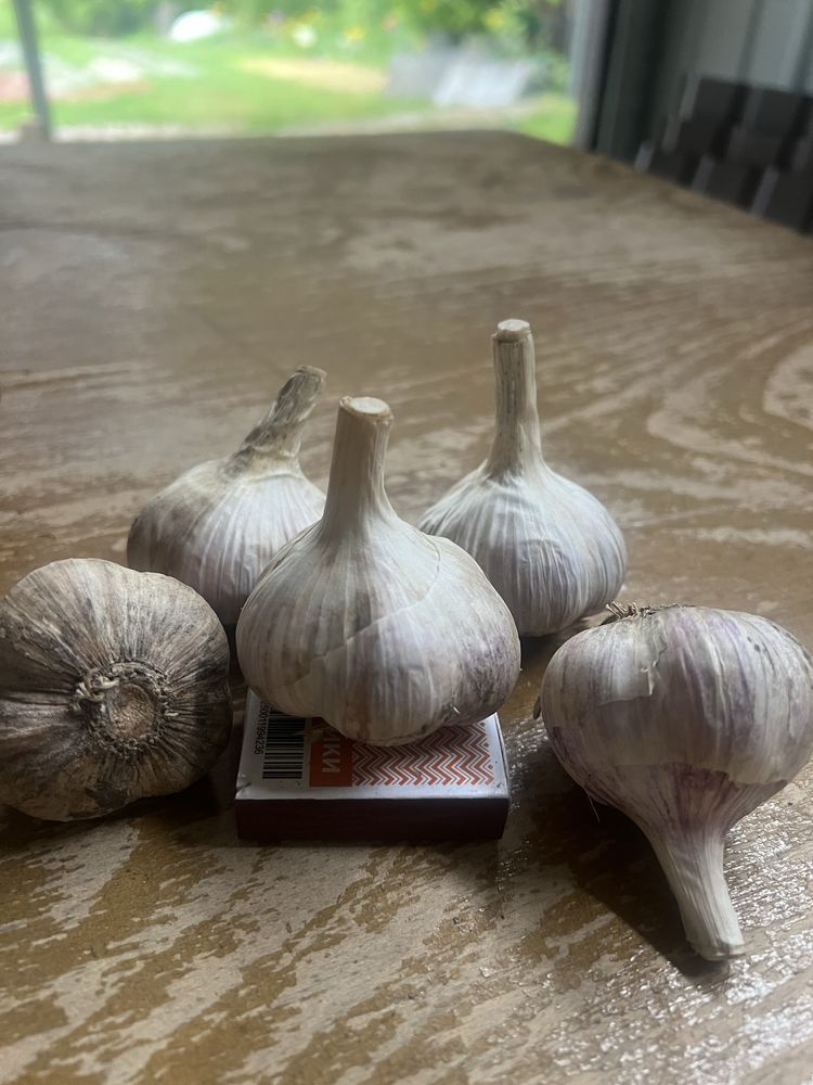 Продаю Озимий часник.