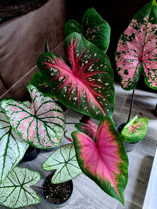 Каладіуми, домашні рослини