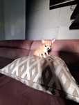 Chihuahua mini piesek kremowy