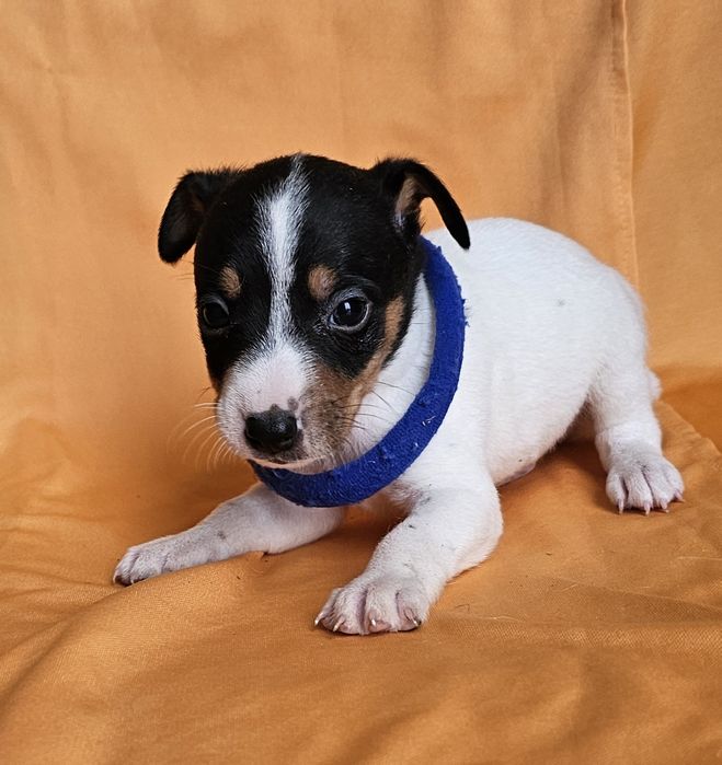 Jack Russell Terrier