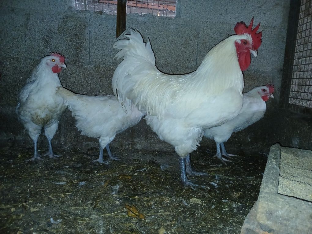 Ovos galados de pedres e de la bresse gauloise