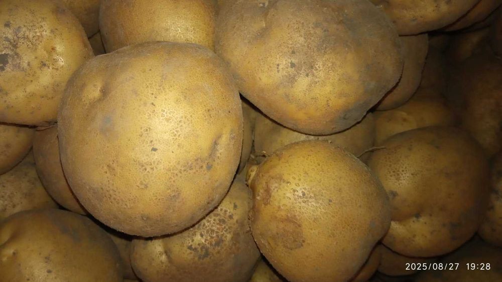 Картопля велика харчова