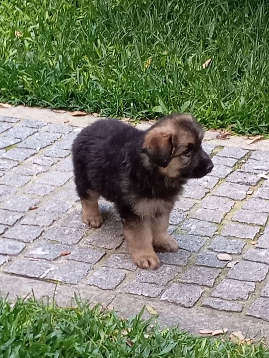 Pastor Alemão Fêmea