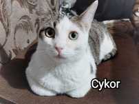 Cykorek szuka domu