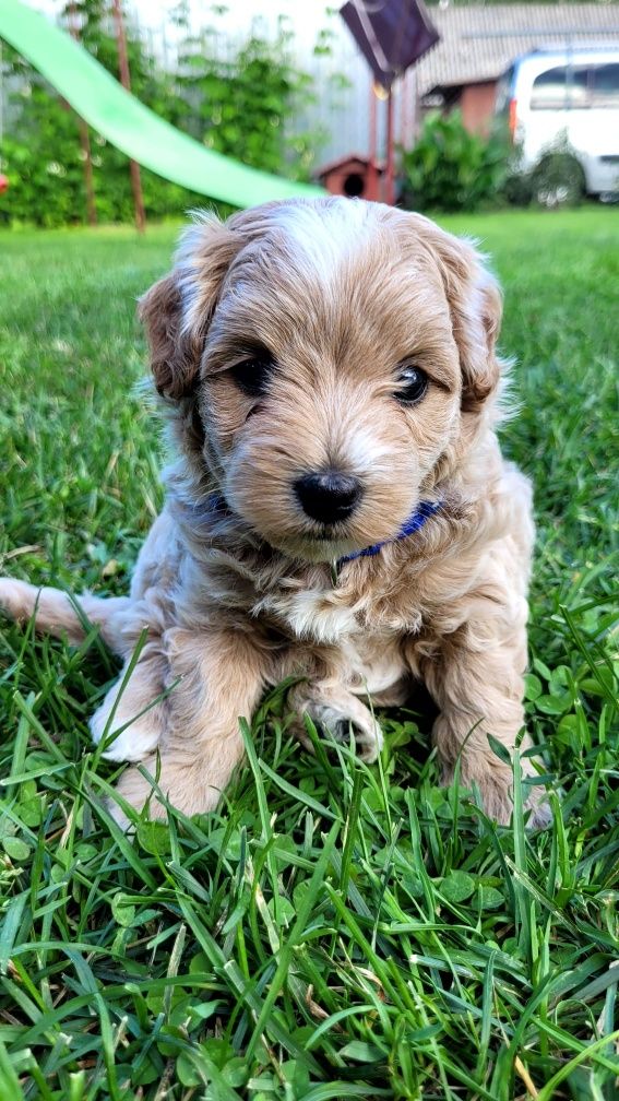 Maltipoo F1 Albi