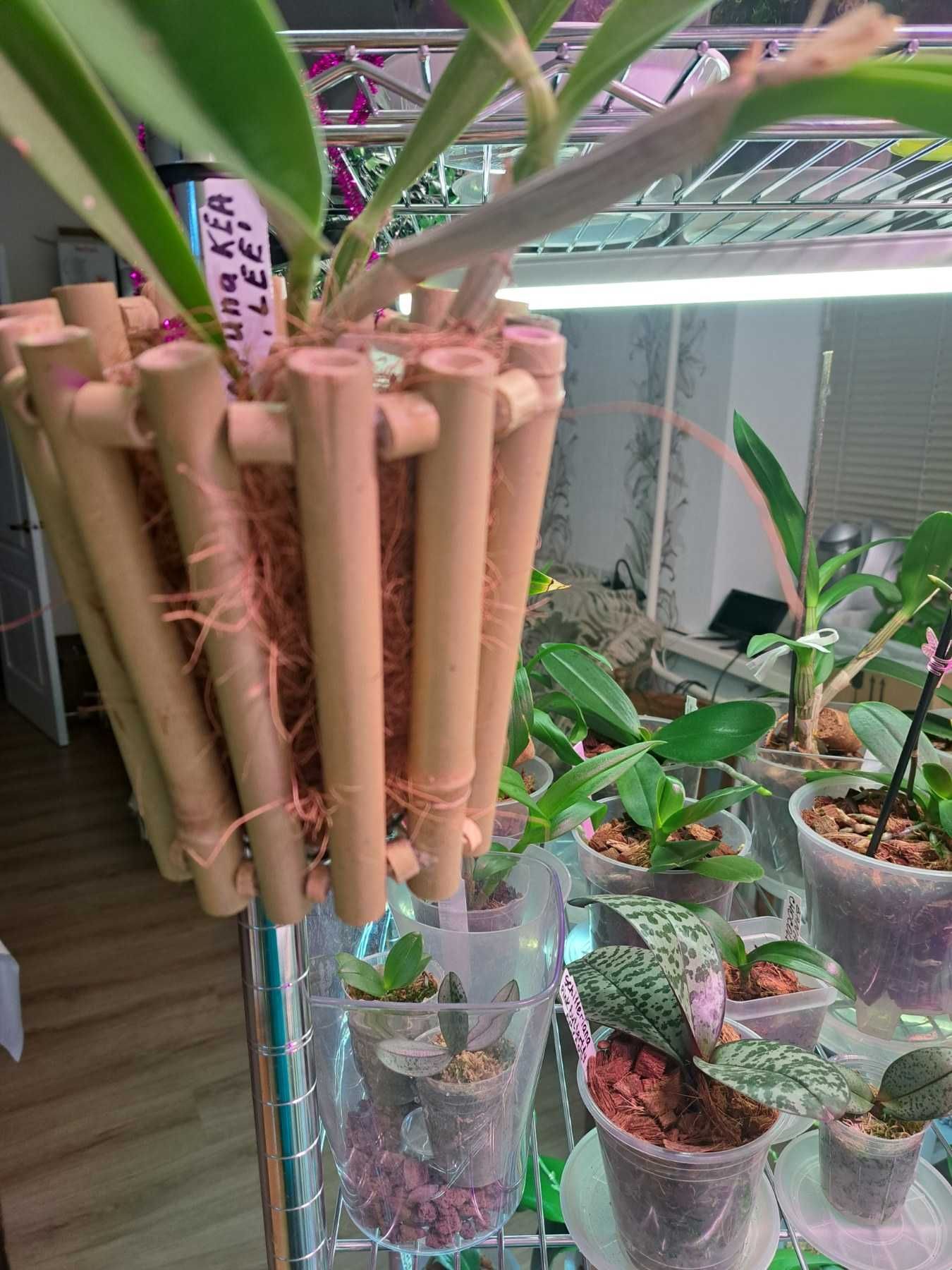 Орхидея  Горшок из бамбука для орхидей