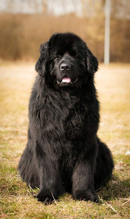 Титулований Ньюфаундленд на в'язку