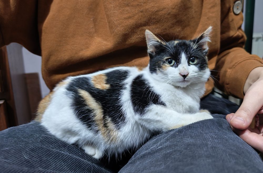 Adoção responsável gatinha