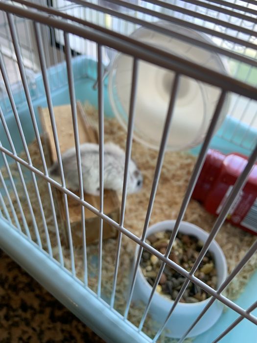 2 Hamster (branco e preto) com gaiola e acessorios