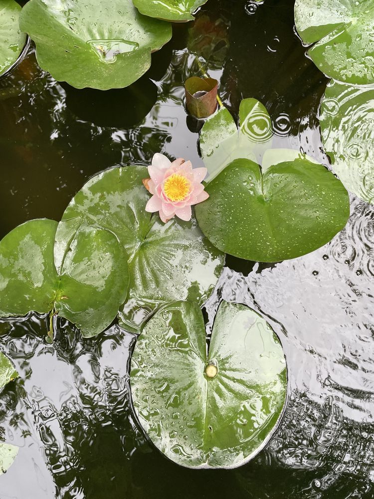 Nenufares cor de rosa com envio gratuito