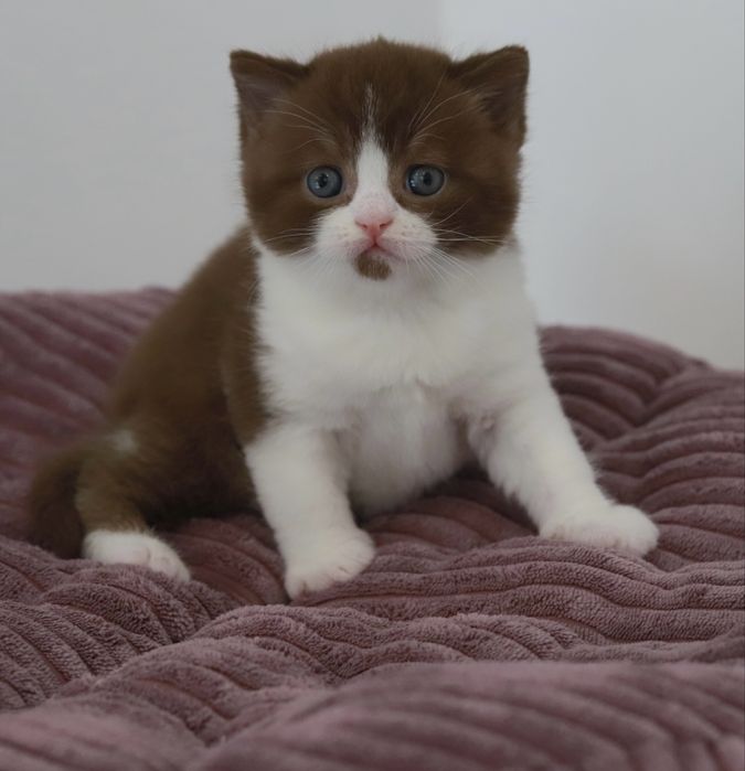 Macho British Shorthair com LOP