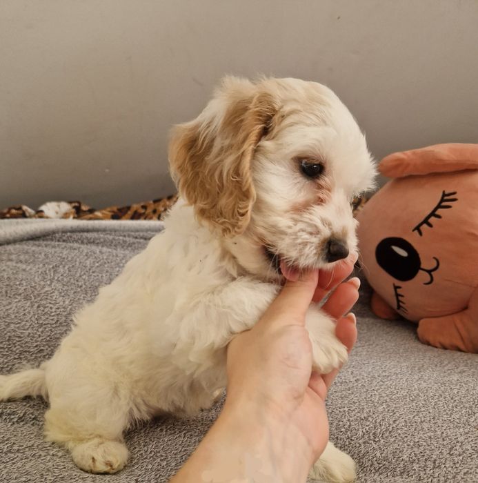 Suczka cockapoo biało ruda