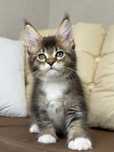 Kazar-Kocurek Maine Coon