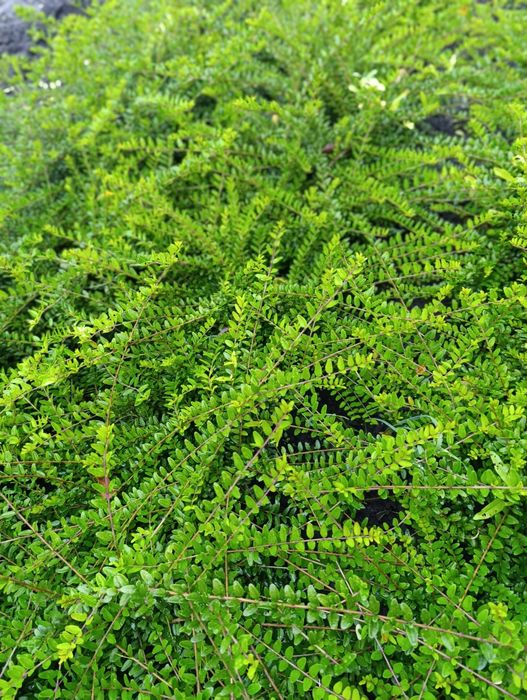 Suchodrzew chiński mirtolistny