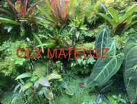 Rosliny do terrarium,paludarium tropikalnego , marcgravia, solanum