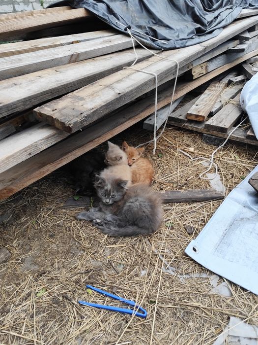 Кошенята в добрі руки