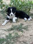 Suczka szczenie Border Collie