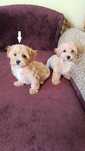 Maltipoo śliczny piesek