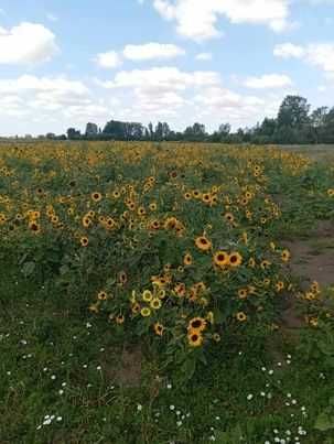 Słonecznik na kwiaty cięte
