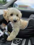 Maltipoo/ chłopczyk