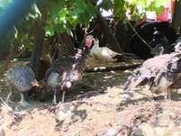 Aves criadas ao ar livre, a solta