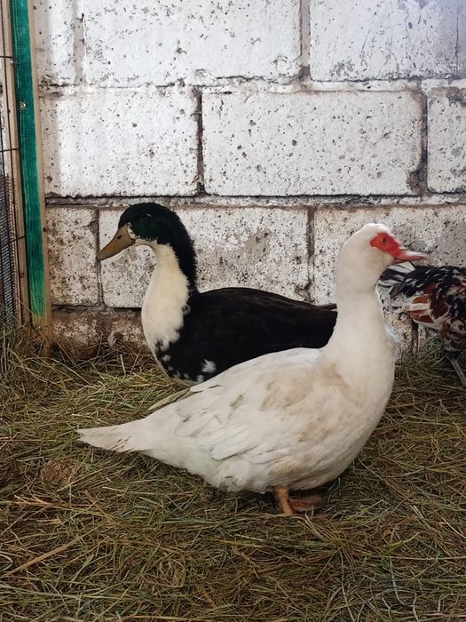 Kaczor i kaczka para