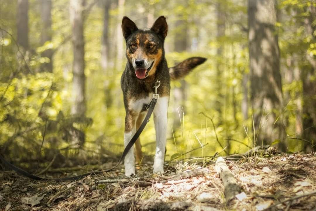 Piękny Łapka szuka domu! (Chłopak)