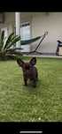 Chihuahua  macho