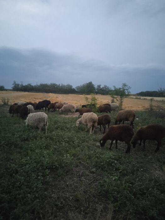 Вівці  черкаська обл.