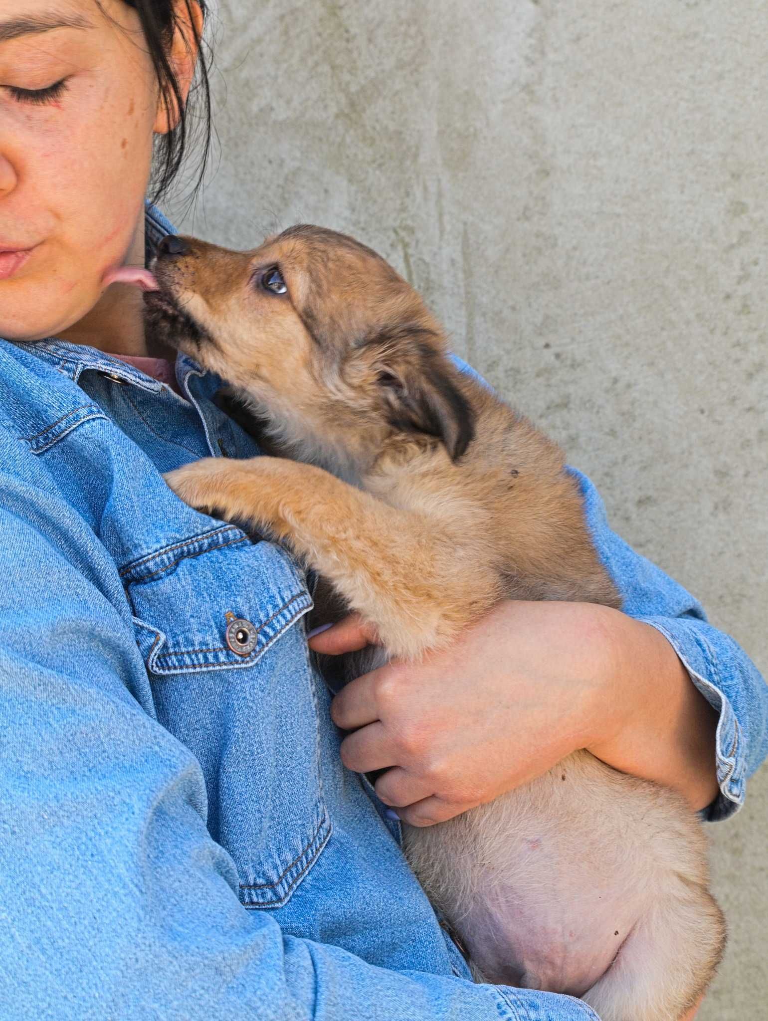 Chase - szczeniaczek, traci młodość w schronisku - do adopcji
