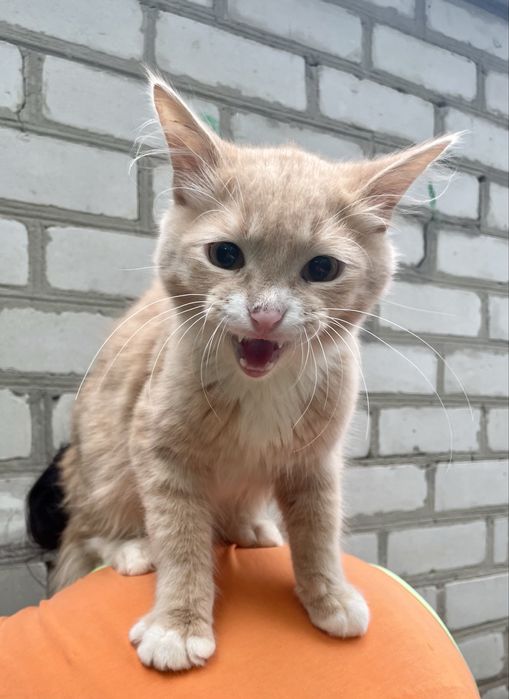 Кот котенок подросток рыжий персиковый с белым