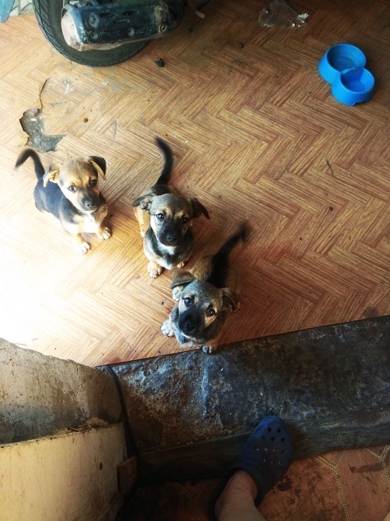 Трое маленьких щенят ищат себе семью.