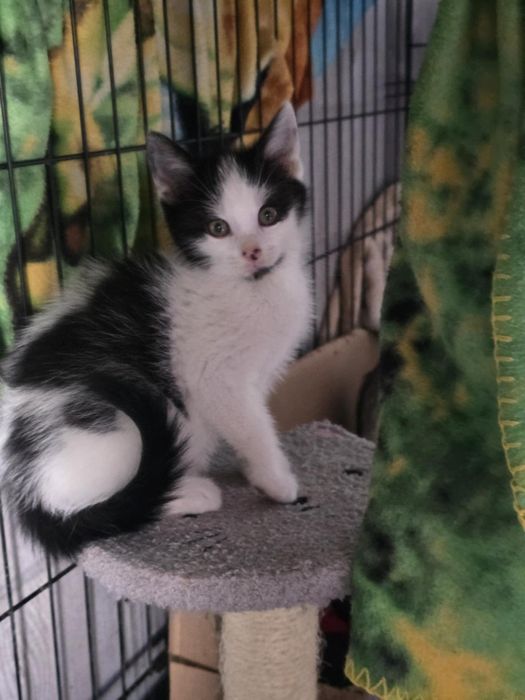 Kociaczki do adopcji od zaraz