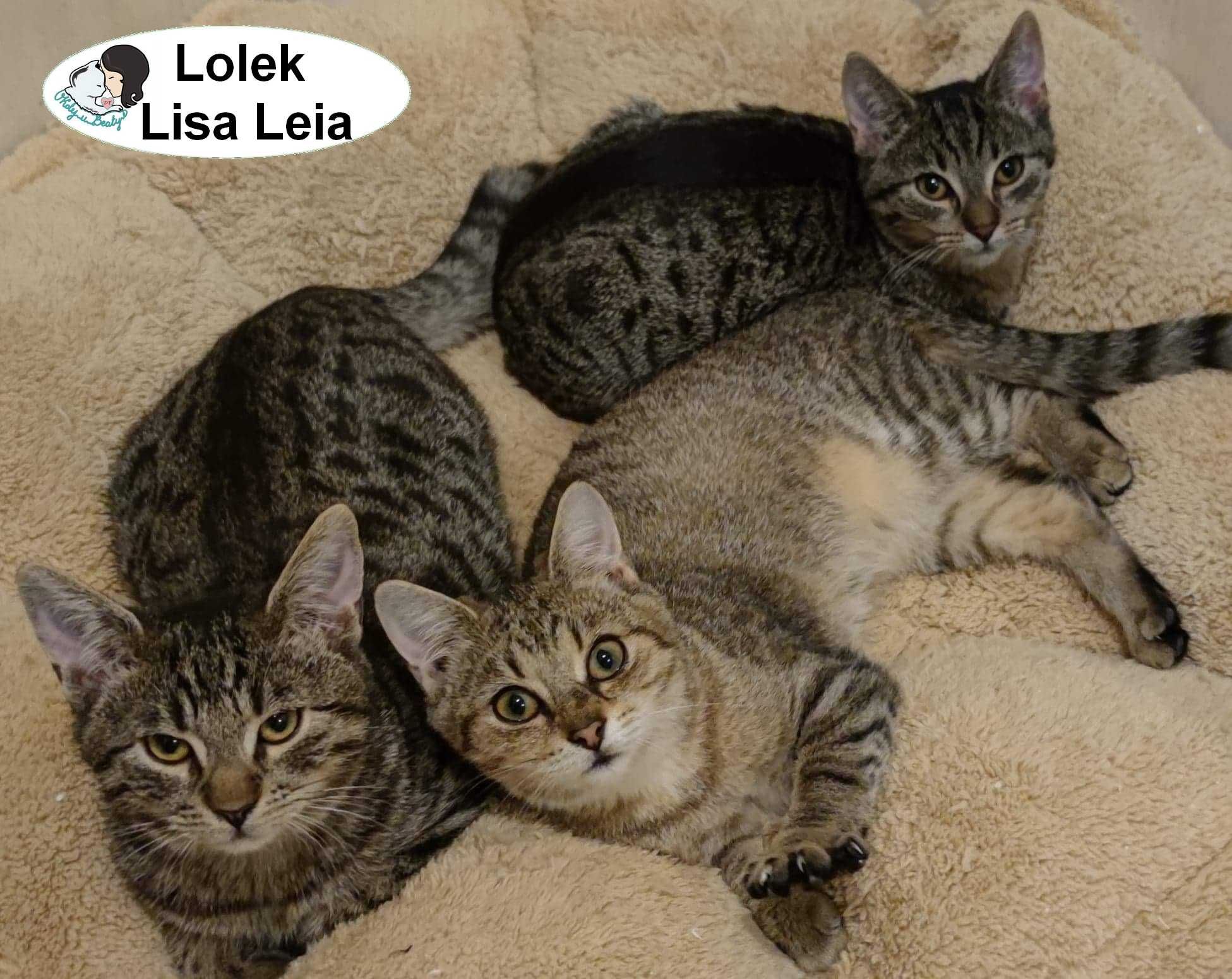 Lisa, Lolek i Leia - buraski do pokochania około 10 miesięcy