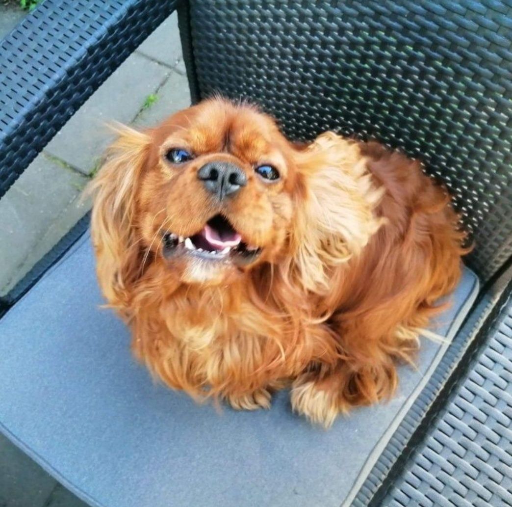 * Cavalier King Charles Spaniel piesek mikrusem maleńkirubinowy Rubi *