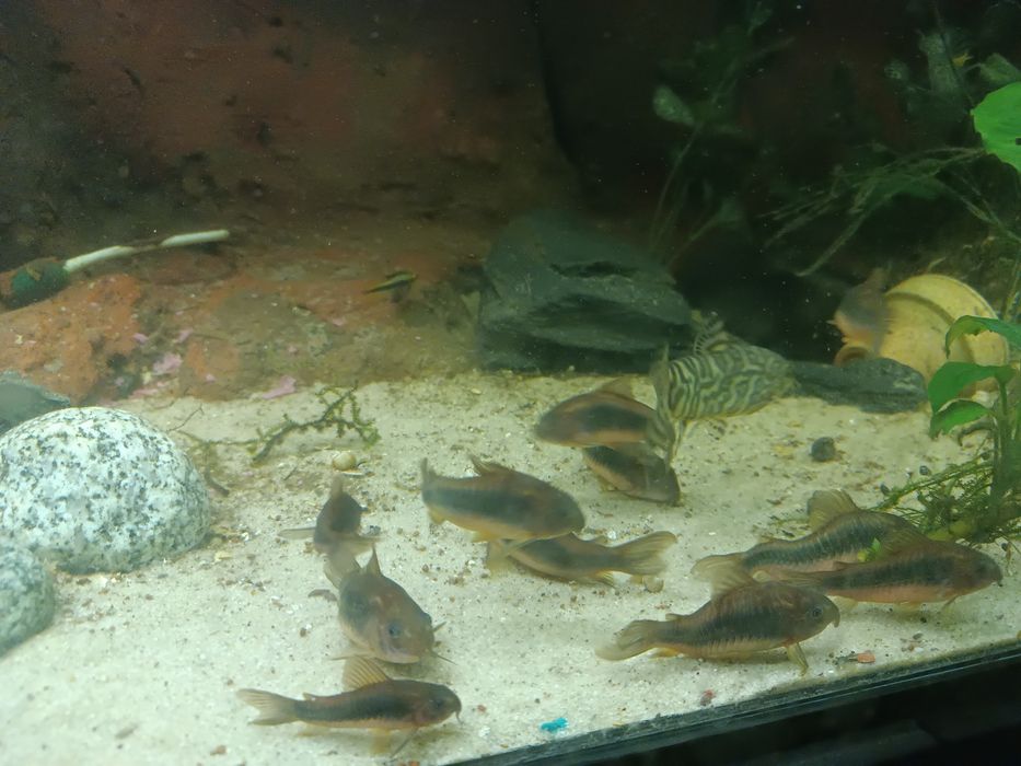 Kiris spizowy dorosłe tarlaki 8szt