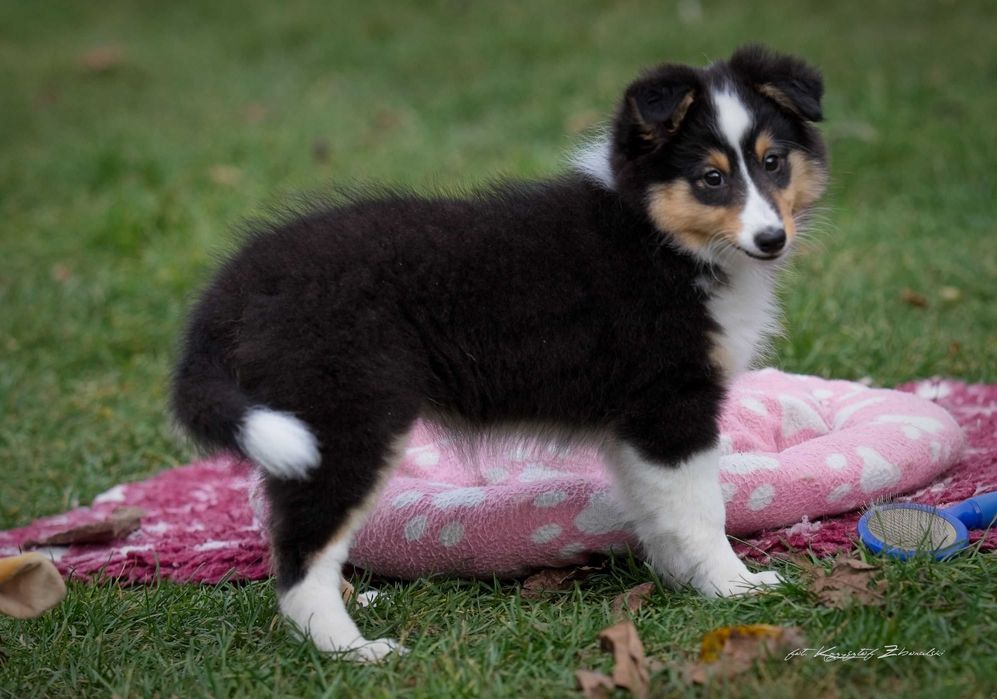 Owczarek Szetlandzki