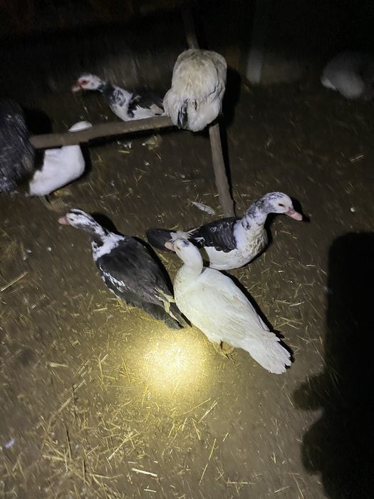 Kaczki kaczory francuskie