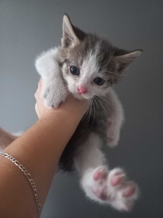 Кошенята 1 місяць 1 тиждень