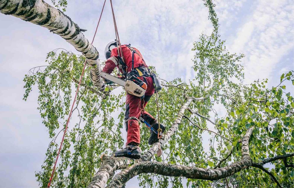 Спил деревьев, уборка тереторий.