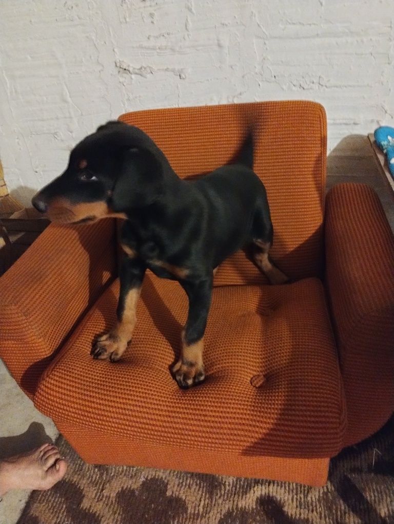 Doberman z Rodowod