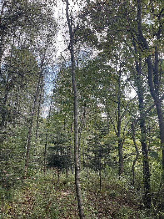 Las olchowo brzozowy 0,6ha