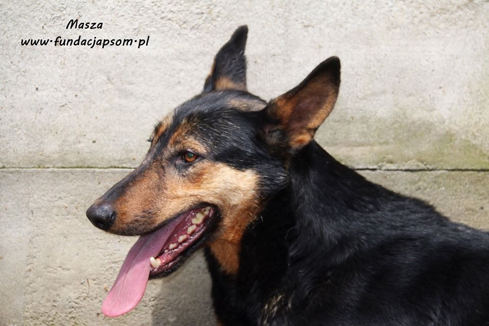 Masza - owczarkowata suczka