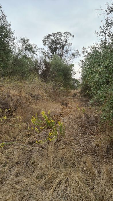 Terreno em valhascos Sardoal